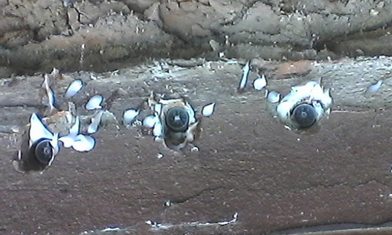 Oprava krovu po napadnutí škodcami