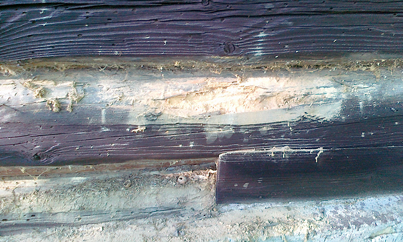 Odstránenie drevokazných húb