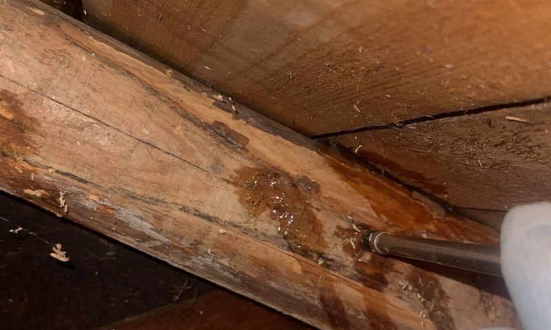 Likvidácia červotoča v trámoch