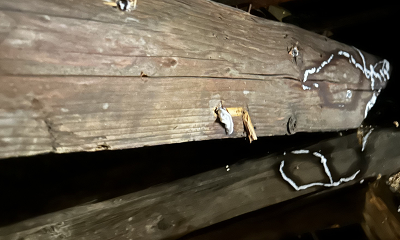 Profesionálna likvidácia škodcov dreva