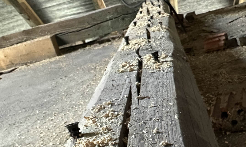 Likvidácia lariev červotoča v dreve