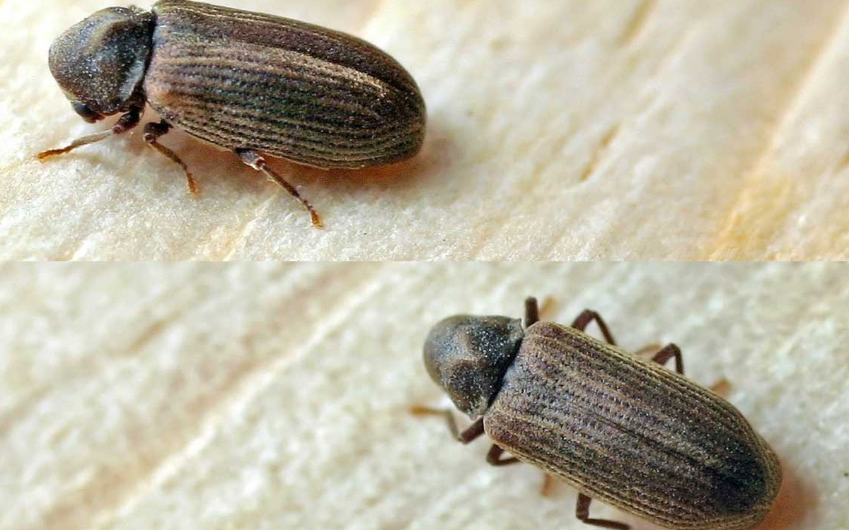 Červotoč prúžkovaný (Anobium punctatum)