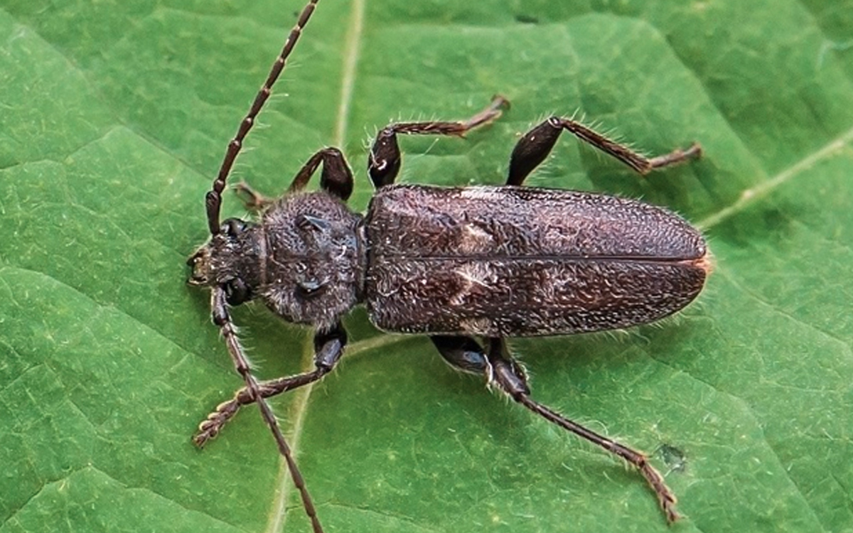 Fotka tesaříka krovového neboli fúzača krovového, Hylotrupes bajulus